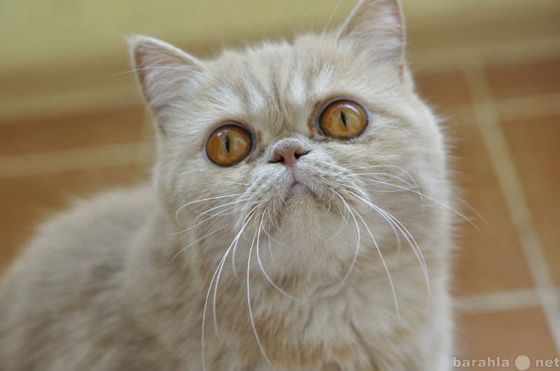 Спрос: Нужен  кот перс или экзот