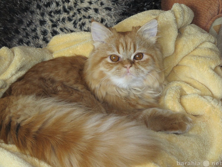 Спрос: Ищу персидского классического кота вязка