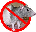 Предложение: Уничтожение крыс и мышей!!!