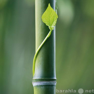 Предложение: Натуральные изделия из бамбука и модала