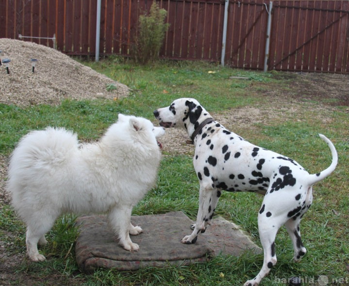 Предложение: Передержка собак в загородном доме