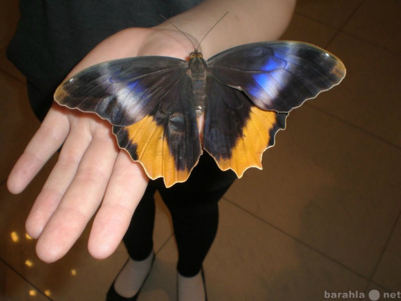 Предложение: Музей живых бабочек "Тропический Ра