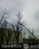 Предложение: спил деревьев Санкт-Петербург