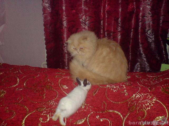 Предложение: Персидский кремовый кот вязка