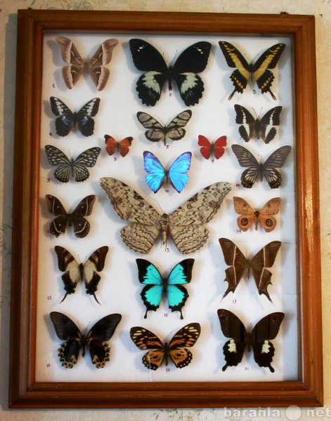 Предложение: Составление коллекций бабочек