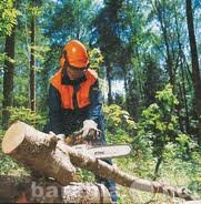 Предложение: Вырубка(спил)деревьев, расчистка участка