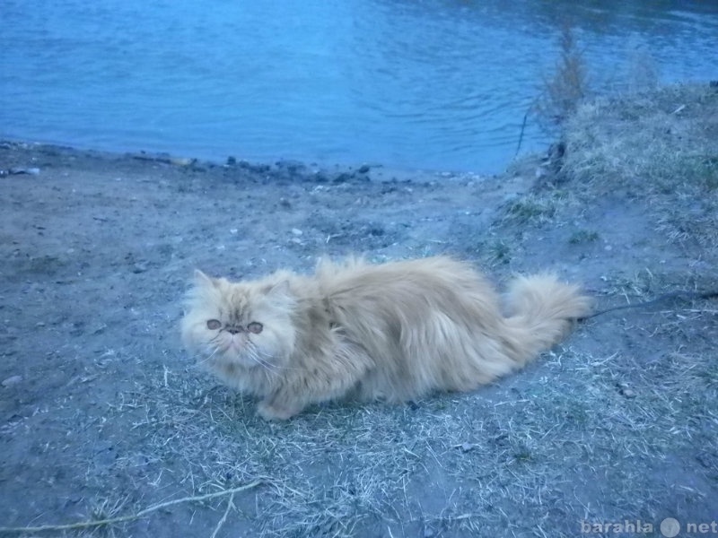 Предложение: вязка персидская кошка
