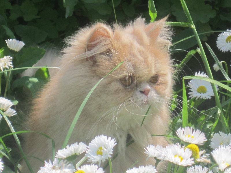 Спрос: Персидская кошка ищет перса для вязки