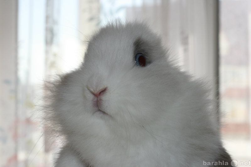 Предложение: Симпатичная крольчиха желает познакомить