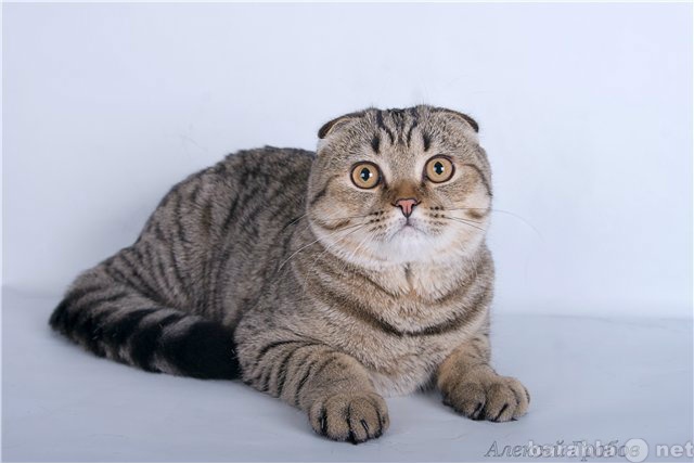 Предложение: Вислоухий кот на вязку, Чемпион породы