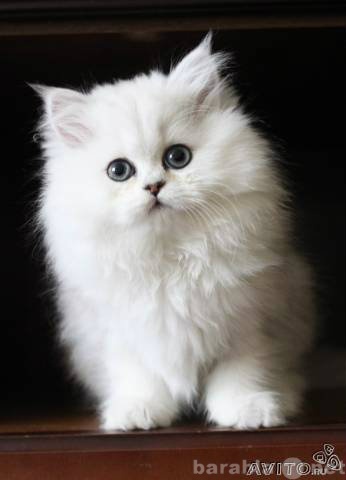 Спрос: Срочно ищу персидского кота для случки!