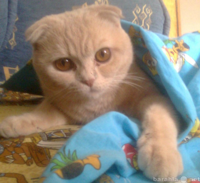 Предложение: Кот приглашает на вязку в Челябинске