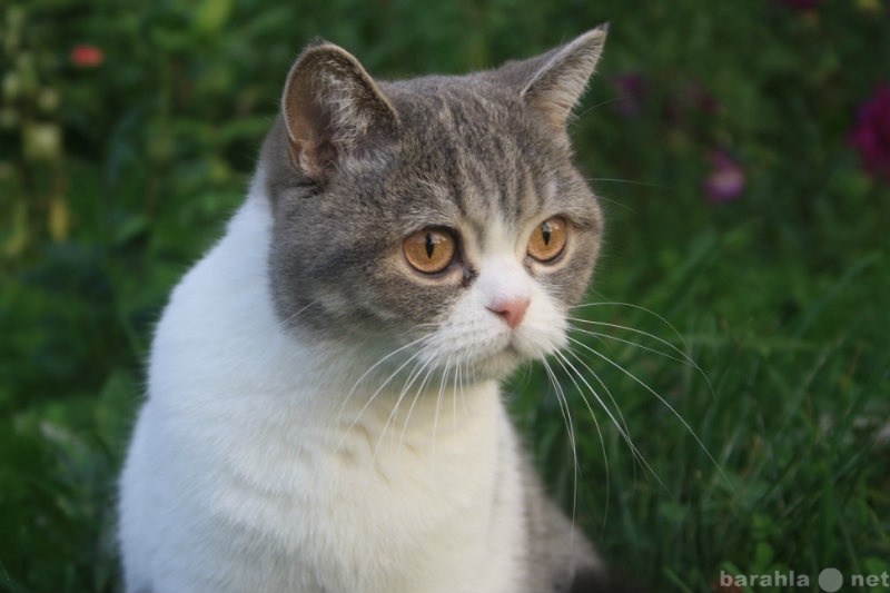 Спрос: Британская кошка ищет кота для вязки