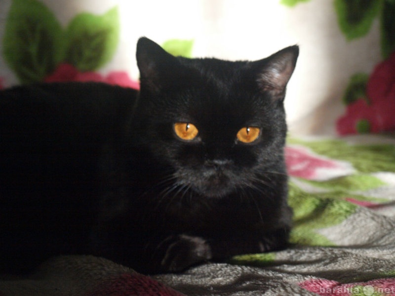 Предложение: Ищу вязку для черной британской кошки