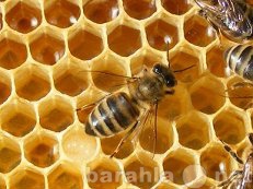 Предложение: Цветочный мед