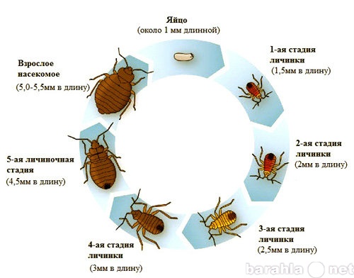 Предложение: Химчистка от постельных клопов