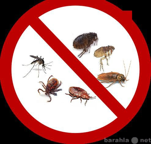 Предложение: Уничтожение любых насекомых в Самаре