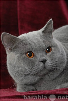 Предложение: Британский кот для вязки