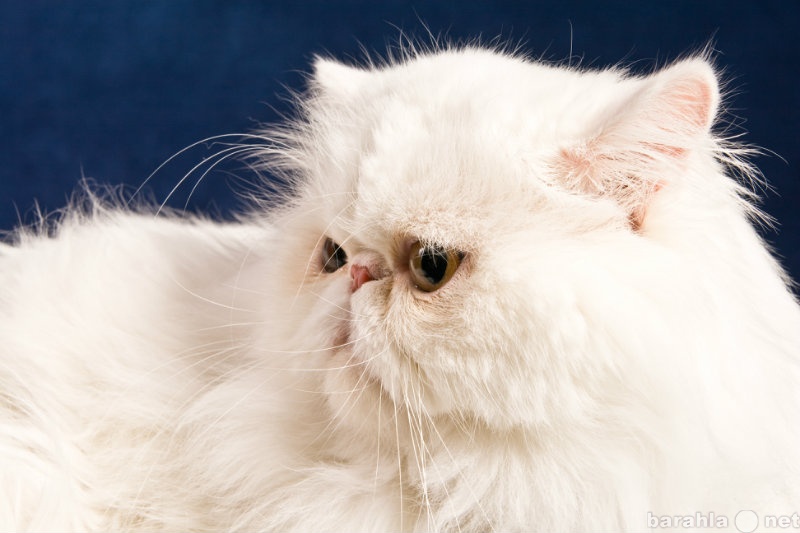 Предложение: Вязка. Персидский белоснежный кот.