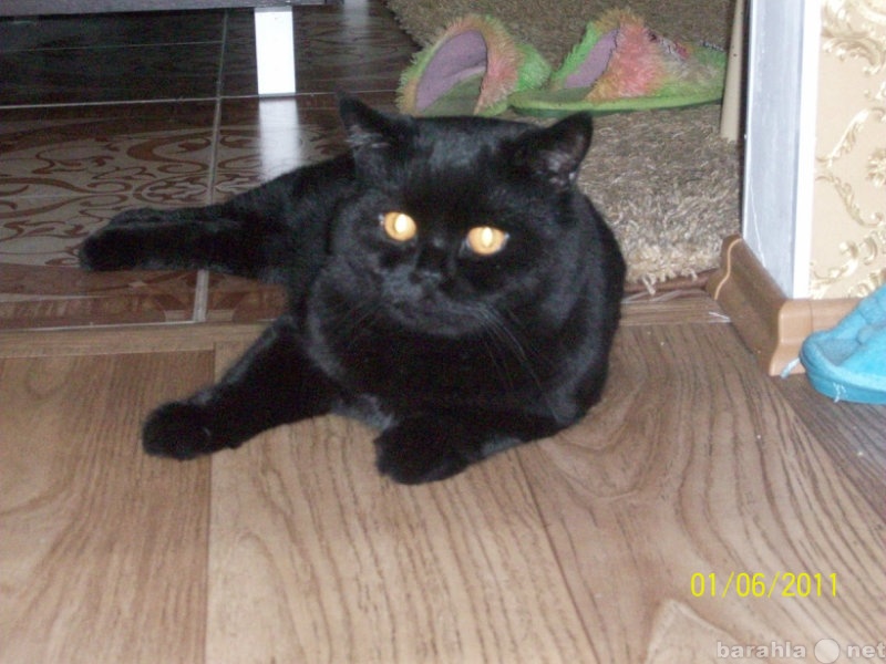 Предложение: Потерялся чёрный британский кот