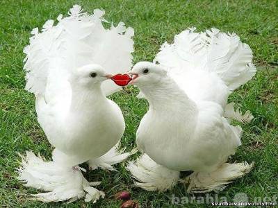 Предложение: Почтовые голуби для свадебного торжества