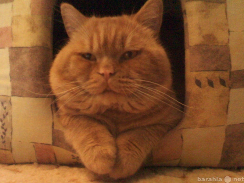 Предложение: Рыжий британский короткошерстный кот
