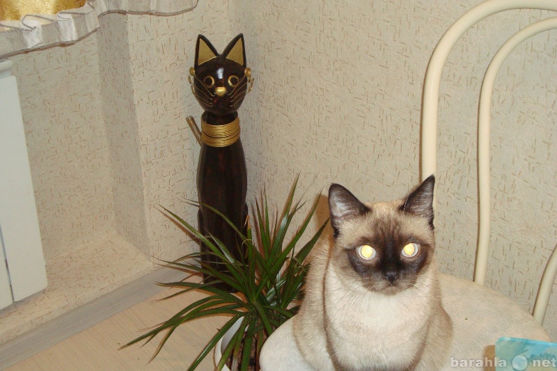 Спрос: кота сиамской (тайской) породы для вязки