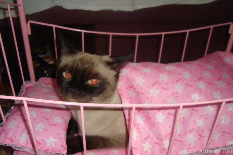 Предложение: кошка сиамской (тайской) ищет кота