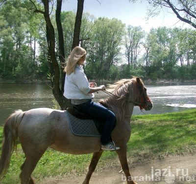 Предложение: Прогулки на лошадях в Абинске