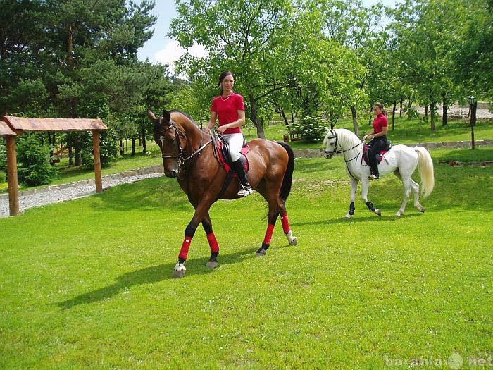 Предложение: Прогулки на лошадях в Абинске, экскурсии