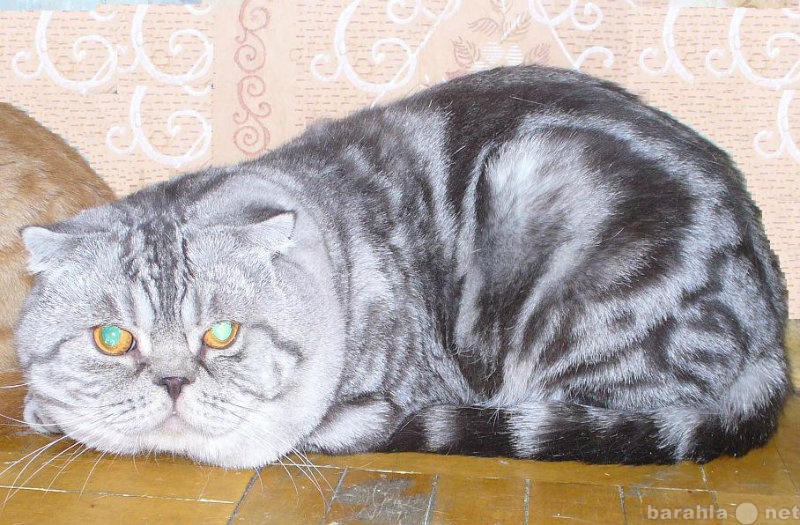 Предложение: Вислоухий мраморный котик на вязку