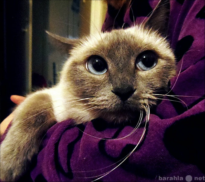 Предложение: Тайская кошка ищет кота для вязки