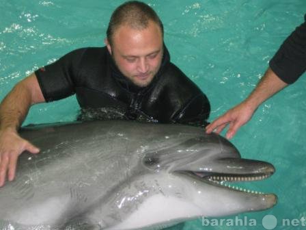 Предложение: Купание с дельфинами