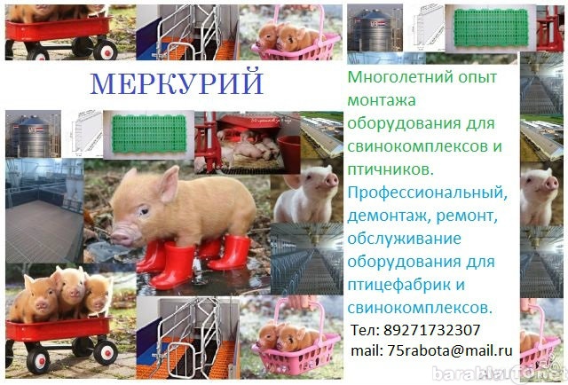 Предложение: Монтаж оборудования для свинокомплексов