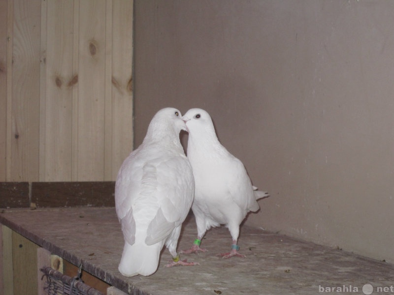Предложение: Белые голуби