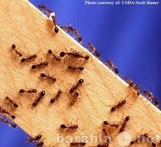 Предложение: Избавиться от муравьев в квартире (доме)