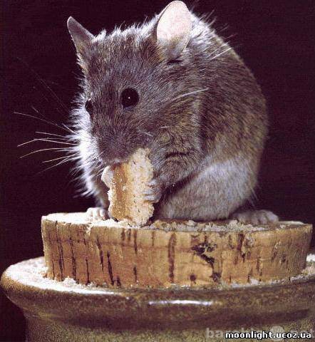 Предложение: Избавиться от мышей в Волгограде