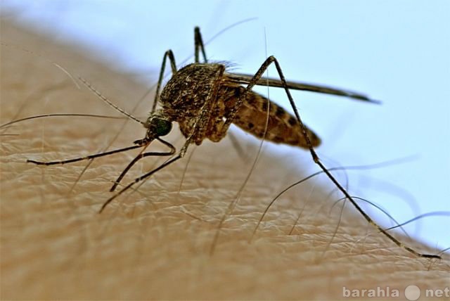 Предложение: избавиться от комаров в Волгограде
