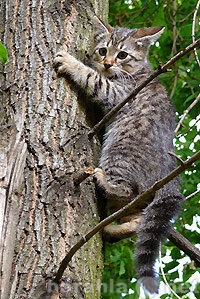 Предложение: Снятие кошек с дерева