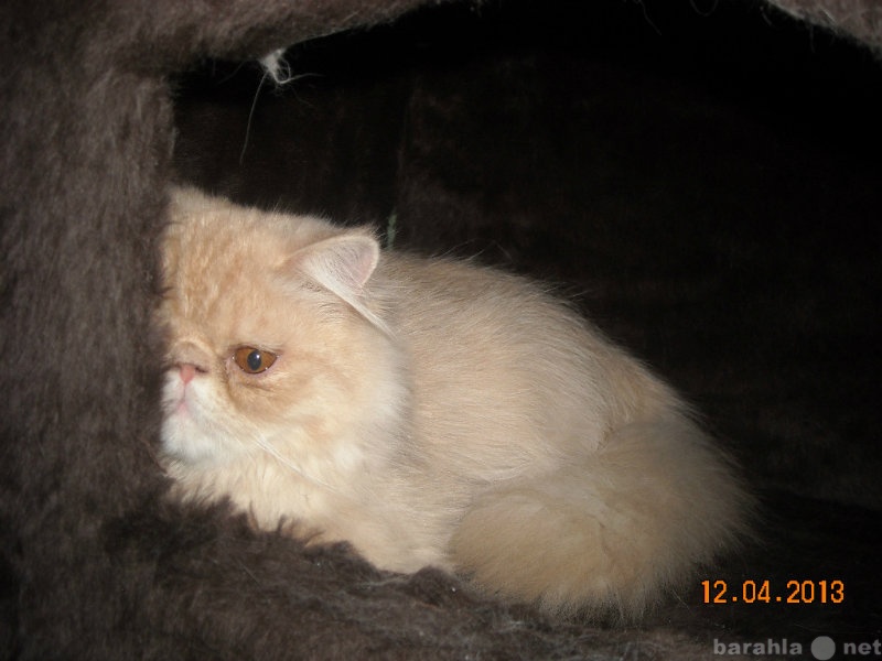 Предложение: вязка персидских кошек