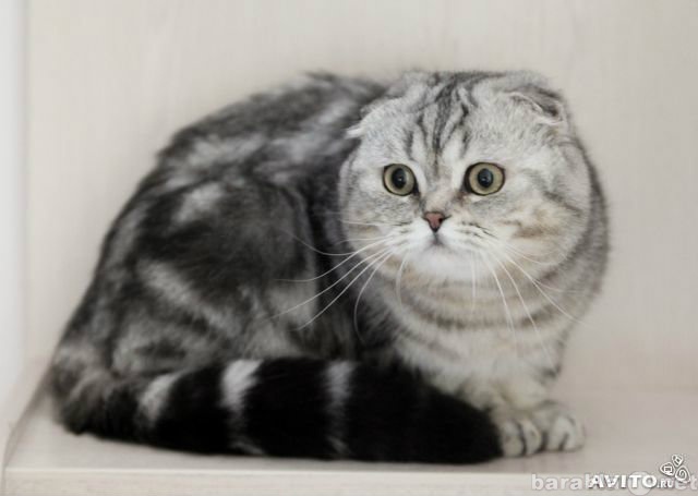 Предложение: Шотландский вислоухий кот Мрамор на сере