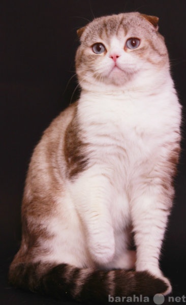Предложение: Вязка Вислоухий кот золотой колор поинт