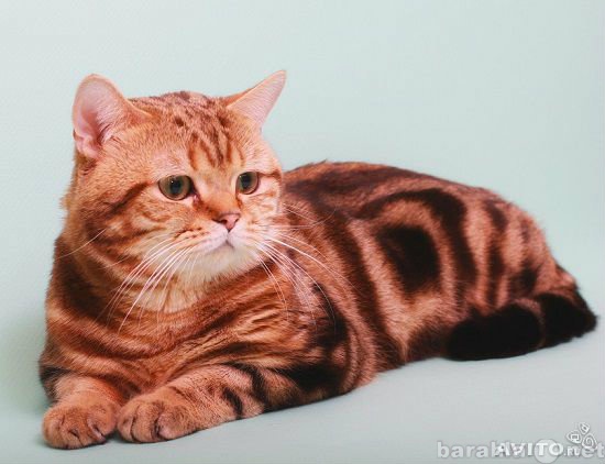 Предложение: Вязка Британский кот мрамор на золоте
