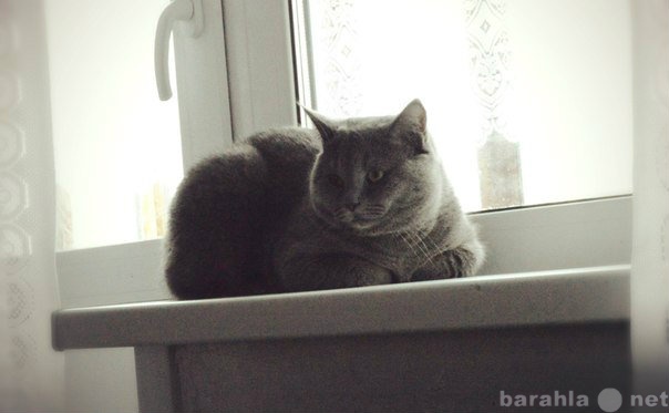 Предложение: Опытный британский кот на вязку