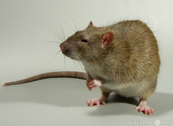 Предложение: Уничтожение крыс, мышей (дератизация)