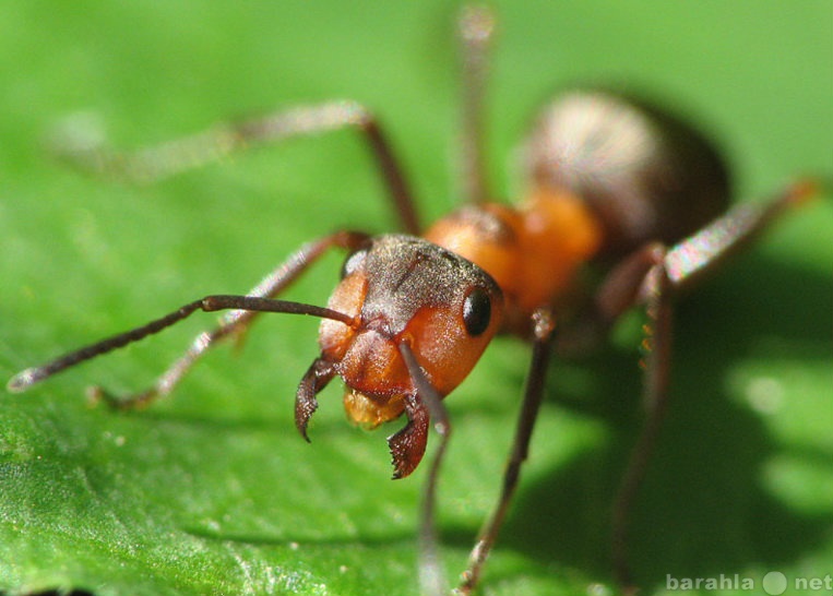 Предложение: Избавиться от муравьев вывести муравьев