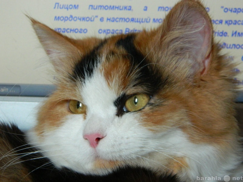 Спрос: Сибирская кошечка ждет кота.