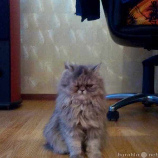Предложение: нужен для вязки персидский кот
