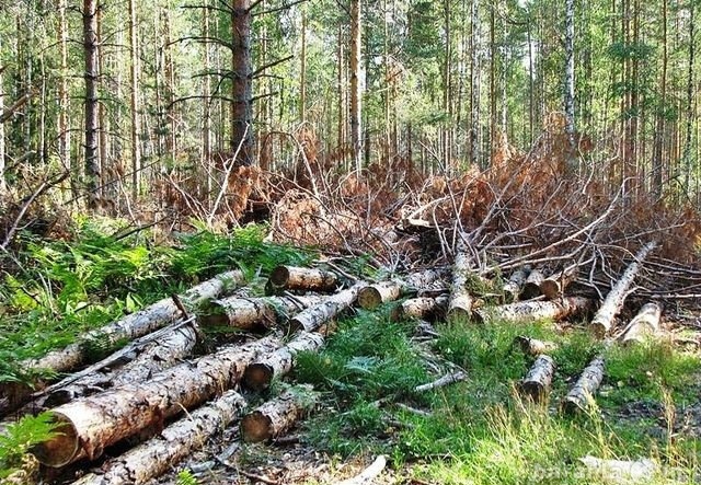 Предложение: Вырубка лесных насаждений