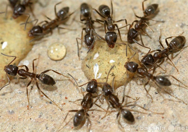 Предложение: Избавиться от муравьев